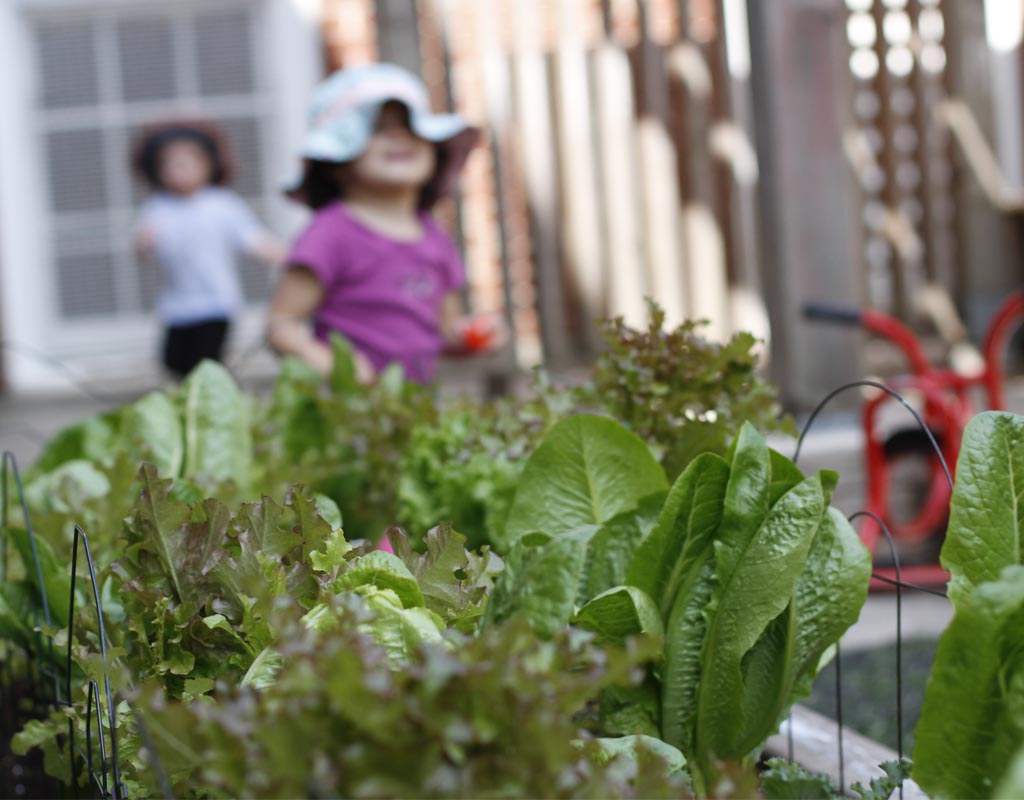 Close up photo of fresh lettuce in Windermere Kids' outdoor garden. Two toddlers, out of focus, can be seen in the background.